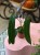 Philodendron Spiritus Sancti (2).jpeg
