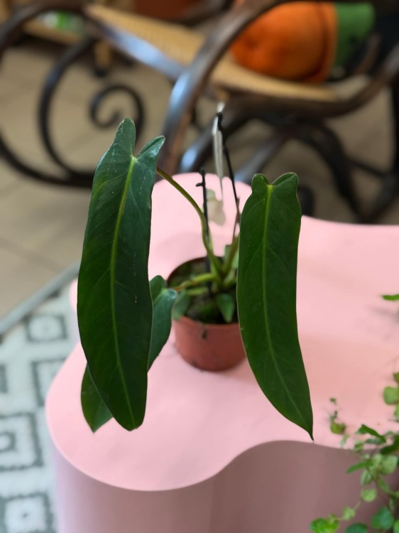 Philodendron Spiritus Sancti (2).jpeg