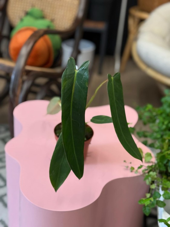 Philodendron Spiritus Sancti (3).jpeg