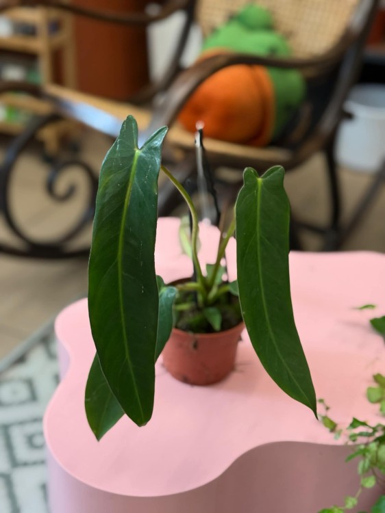 Philodendron Spiritus Sancti (1).jpeg