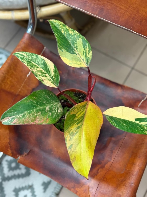 filodendron philodendron strawberry shake (2).jpeg