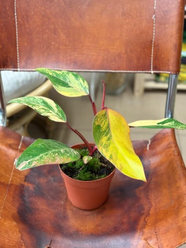 filodendron philodendron strawberry shake (3).jpeg