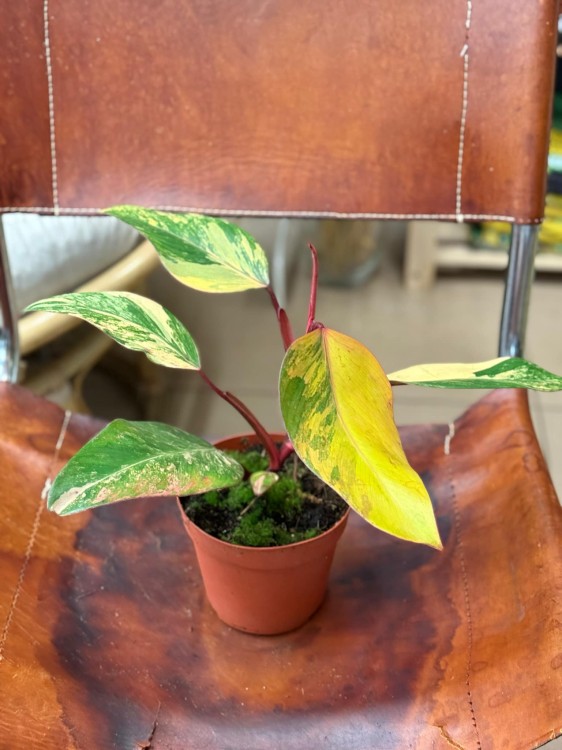 filodendron philodendron strawberry shake (3).jpeg
