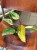 filodendron philodendron strawberry shake (1).jpeg