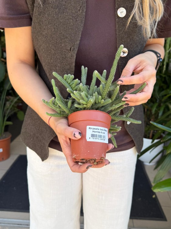 Rhipsalis baccifera Horrida (3).jpeg