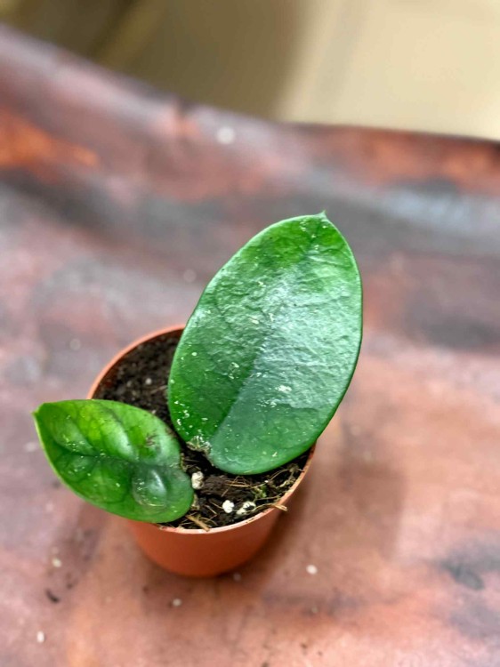 Hoya Bonii (3).jpeg