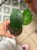 Hoya Bonii (1).jpeg