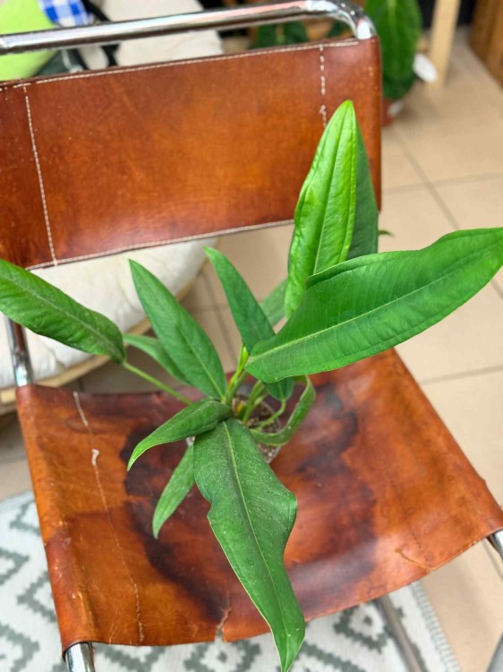 Anthurium BAKER (2).jpeg