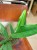 Anthurium BAKER (3).jpeg
