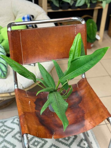 Anthurium BAKER (4).jpeg