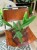Anthurium BAKER (4).jpeg
