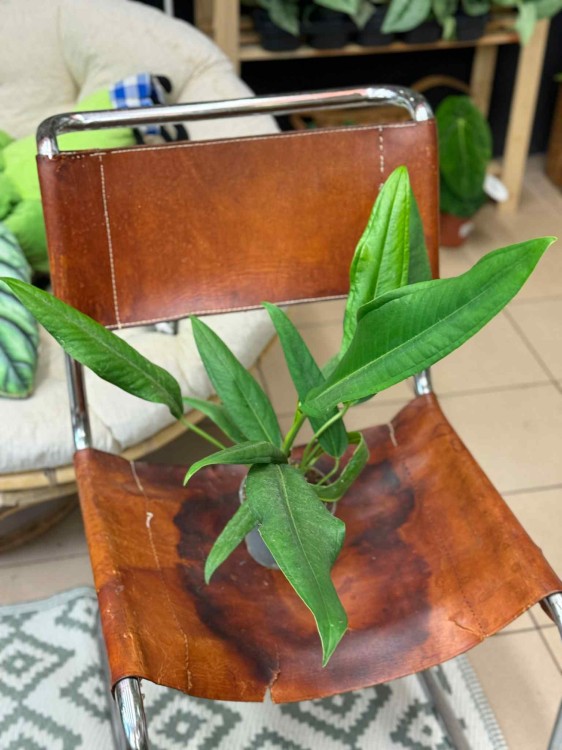 Anthurium BAKER (4).jpeg