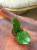 Hoya sp. Lai Chau (1).jpeg