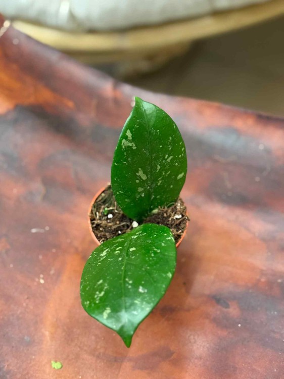 Hoya sp. Lai Chau (3).jpeg
