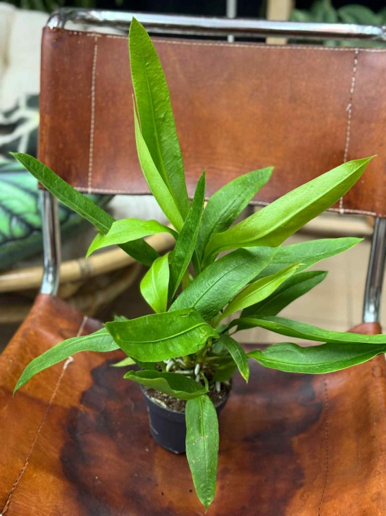 Anthurium BAKERI  (2).jpeg