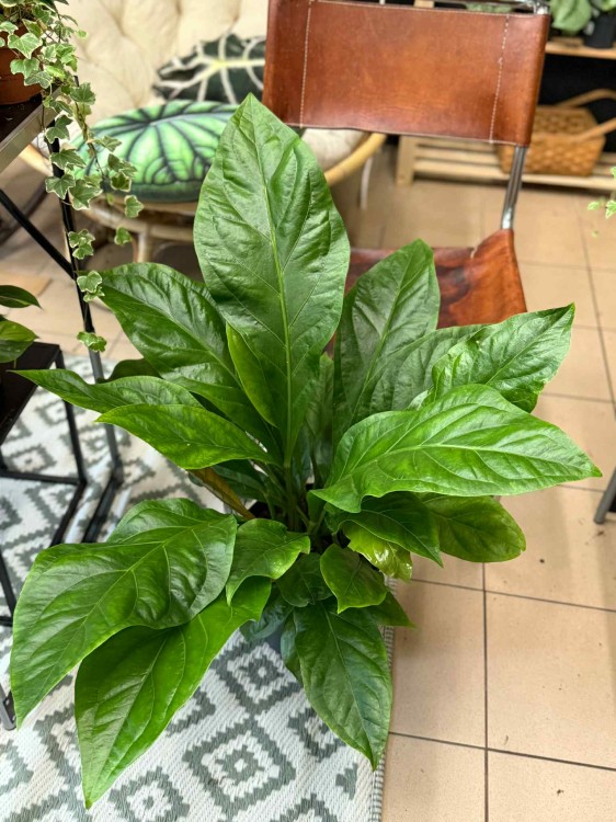anthurium jungle bush (3).jpeg