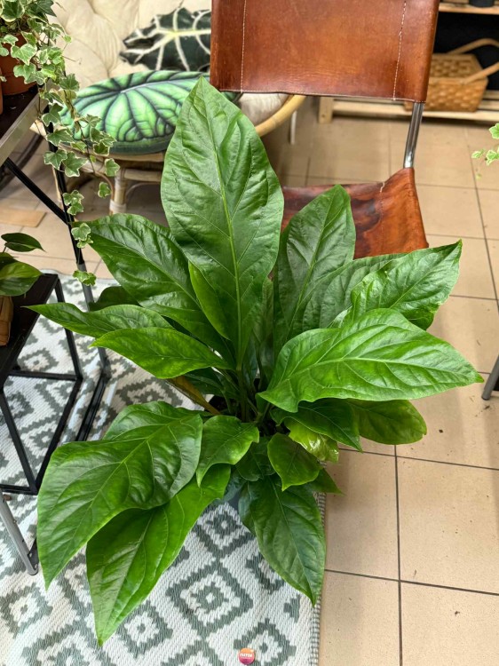 anthurium jungle bush (4).jpeg
