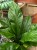 anthurium jungle bush (1).jpeg