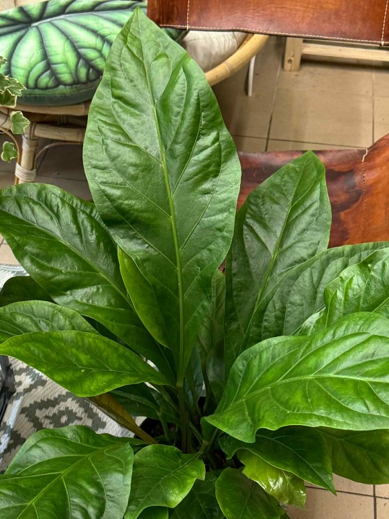 anthurium jungle bush (1).jpeg