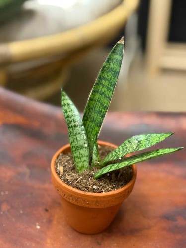 Sansevieria Everest (2).jpeg