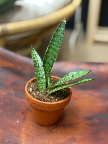 Sansevieria Everest (3).jpeg