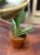 Sansevieria Everest (3).jpeg