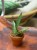 Sansevieria Everest (4).jpeg
