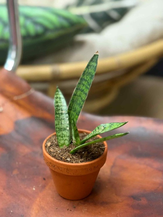 Sansevieria Everest (4).jpeg