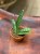 Sansevieria Everest (1).jpeg