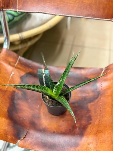 sansewieria sansevieria mega (2).jpeg