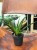 sansewieria sansevieria mega (3).jpeg