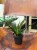 sansewieria sansevieria mega (4).jpeg