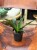 sansewieria sansevieria mega (5).jpeg