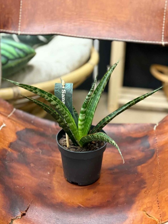 sansewieria sansevieria mega (5).jpeg