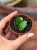 Sansevieria Tower Gray (3).jpeg