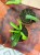 Hoya Pandurata hoja D (4).jpeg