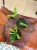 Hoya Pandurata hoja D (5).jpeg