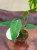 Anthurium peltigerum  (3).jpeg
