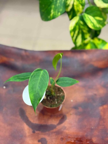 Anthurium peltigerum  (4).jpeg