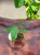 Anthurium peltigerum  (4).jpeg