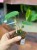 Anthurium peltigerum  (6).jpeg