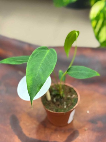 Anthurium peltigerum  (1).jpeg