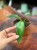 Philodendron Spiritus Sancti (5).jpeg