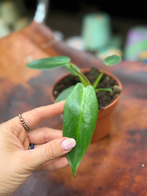 Philodendron Spiritus Sancti (5).jpeg