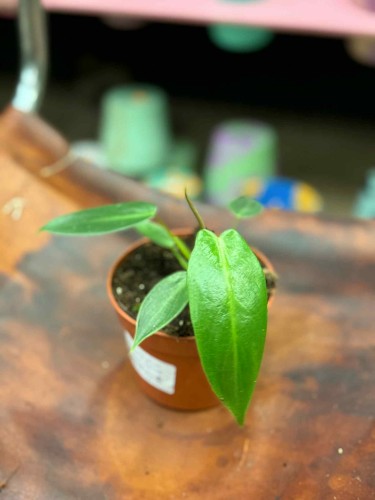 Philodendron Spiritus Sancti (4).jpeg