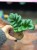 zamiokulkas zamiolistny zamioculcas zamiifolia 'Zenzi'  (3).jpg