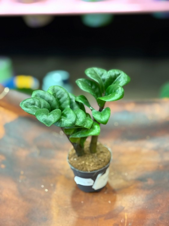 zamiokulkas zamiolistny zamioculcas zamiifolia 'Zenzi'  (1).jpg