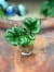 zamiokulkas-zamiolistny-zamioculcas-zamiifolia-Zenzi--2.jpg