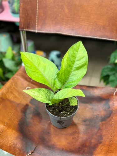 Anthurium renaissance variegata (3).jpg