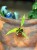 filodendron Philodendron Choco Empress (2).jpg
